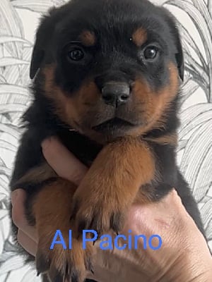 Les chiots de Rottweiler