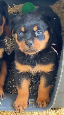 Les chiots de Rottweiler