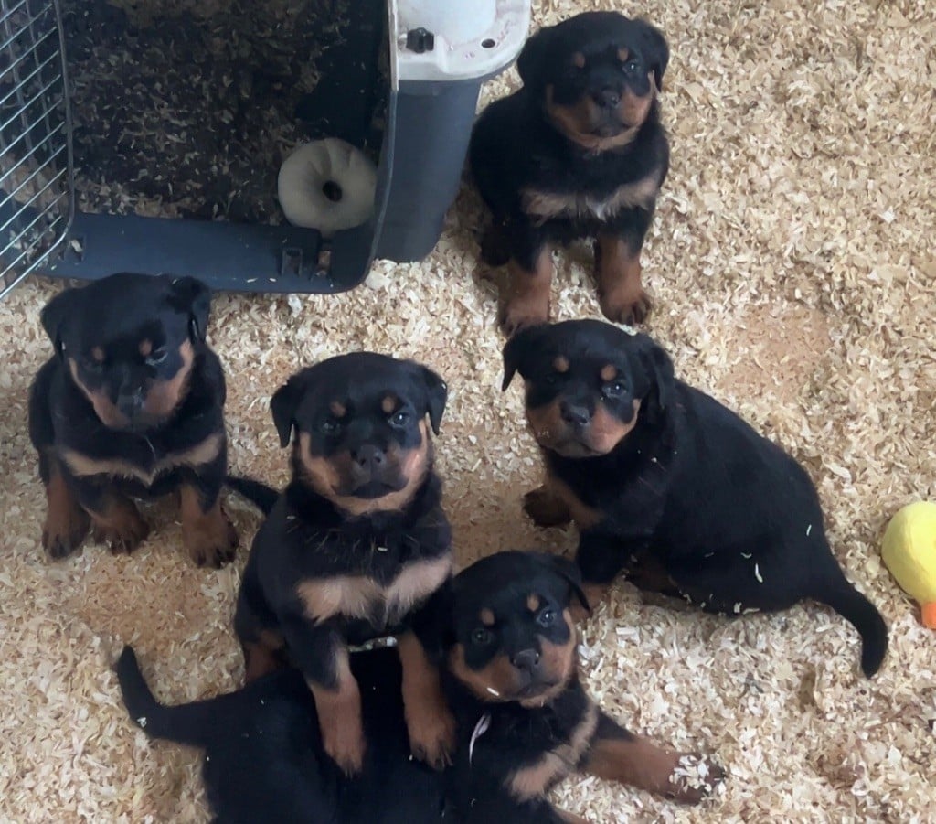 Rottweiler - Of The Sweet Victory Of Noxialy