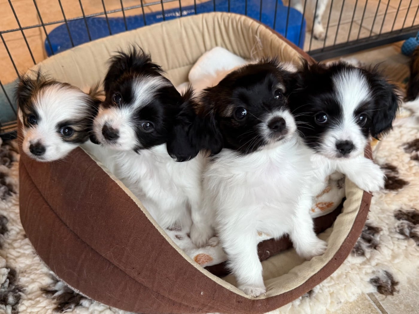 Epagneul nain Continental (Phalène) - Du Courtil Fleuri D’Obelia