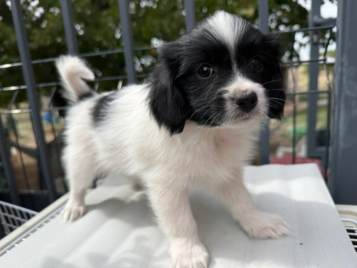 Chiot N°1 - Epagneul nain Continental (Phalène)