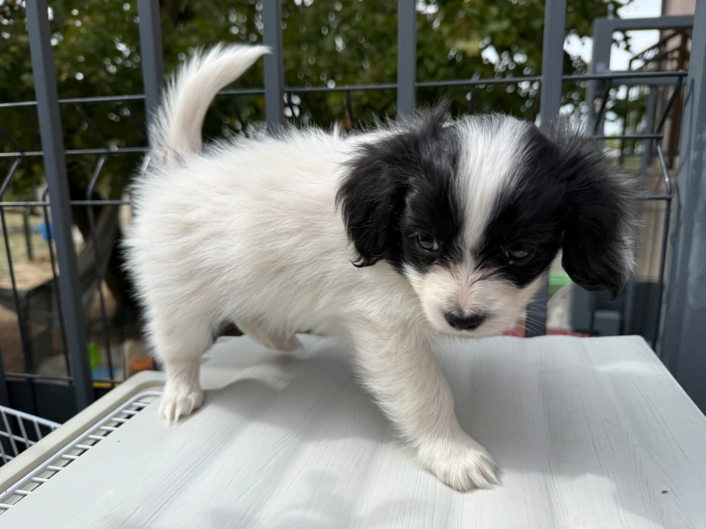 Chiot N°2 - Epagneul nain Continental (Phalène)