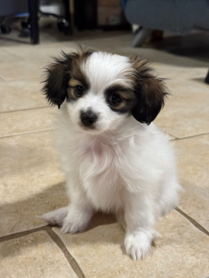 Les chiots de Epagneul nain Continental (Phalène)