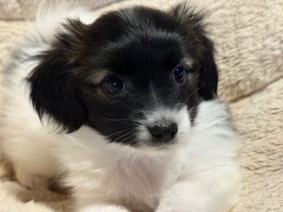 Les chiots de Epagneul nain Continental (Phalène)