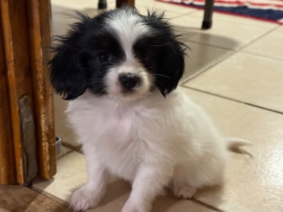 Les chiots de Epagneul nain Continental (Phalène)