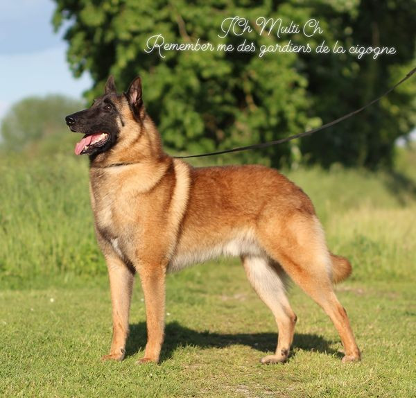 Utah De La Butte Des Crocs Blancs