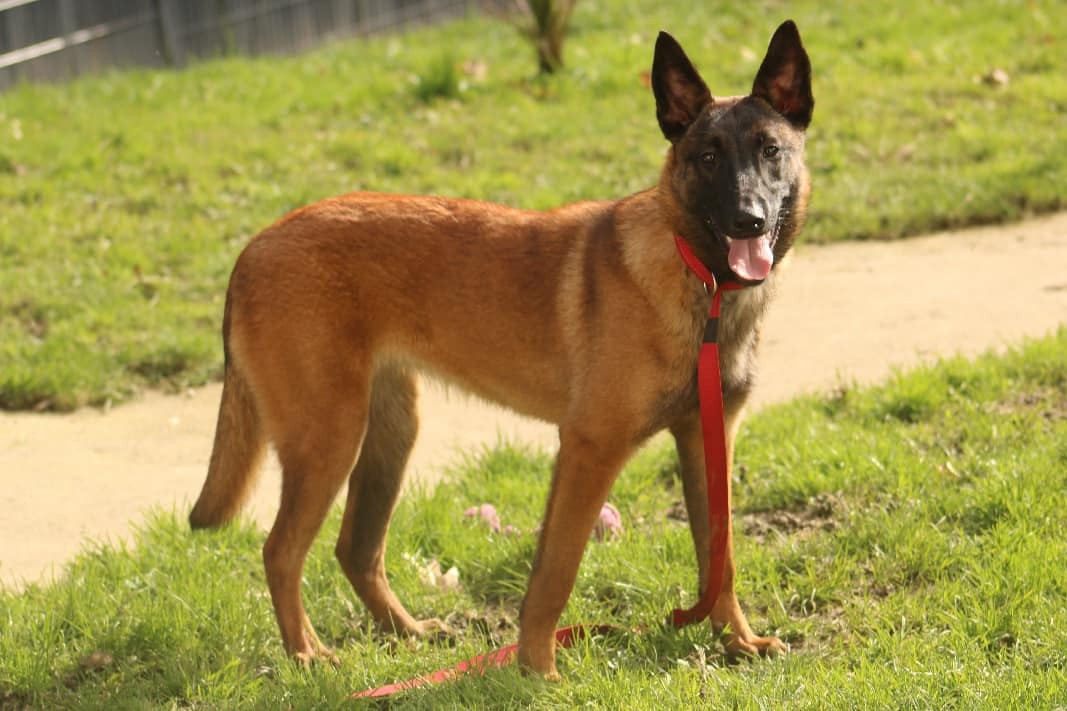 Utah De La Butte Des Crocs Blancs