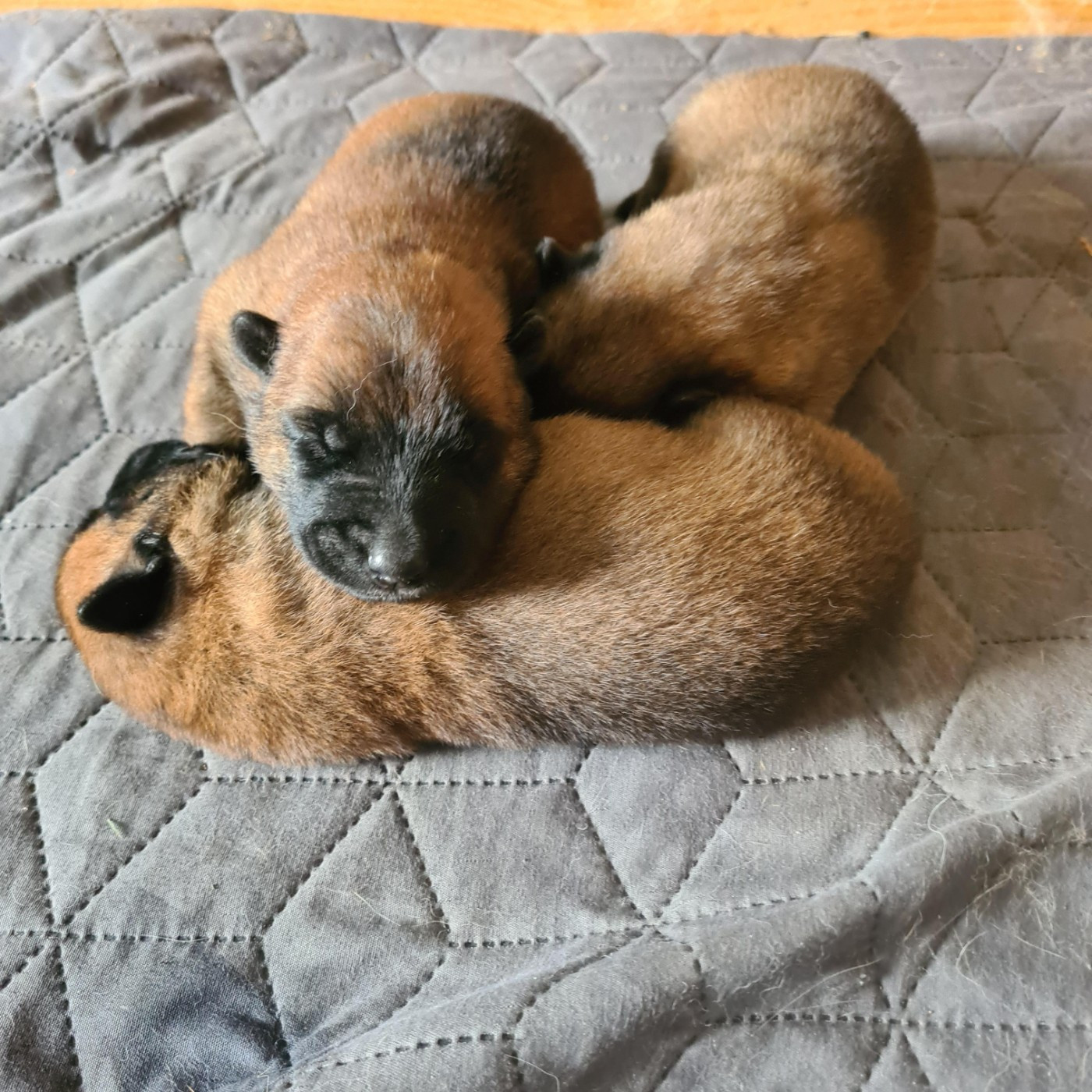 CHIOT 3 - Berger Belge