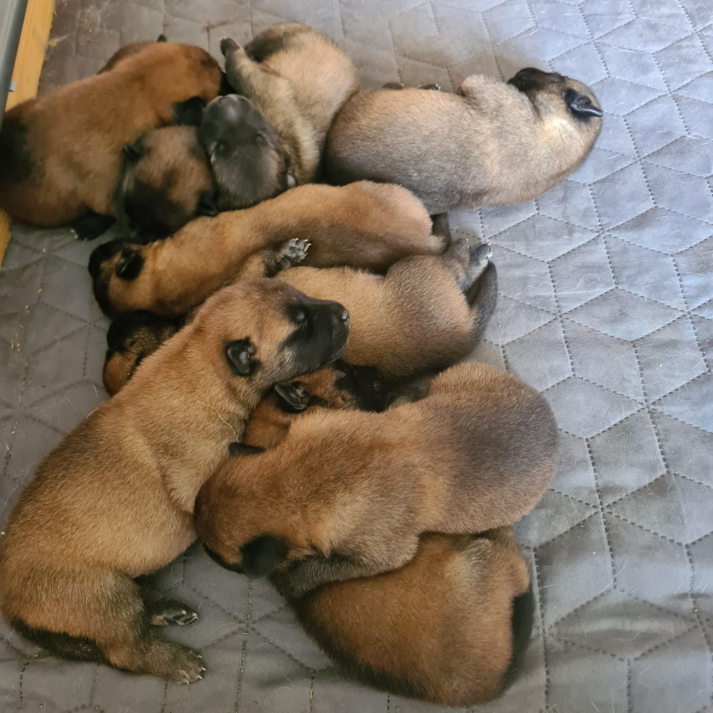 CHIOT 1 - Berger Belge