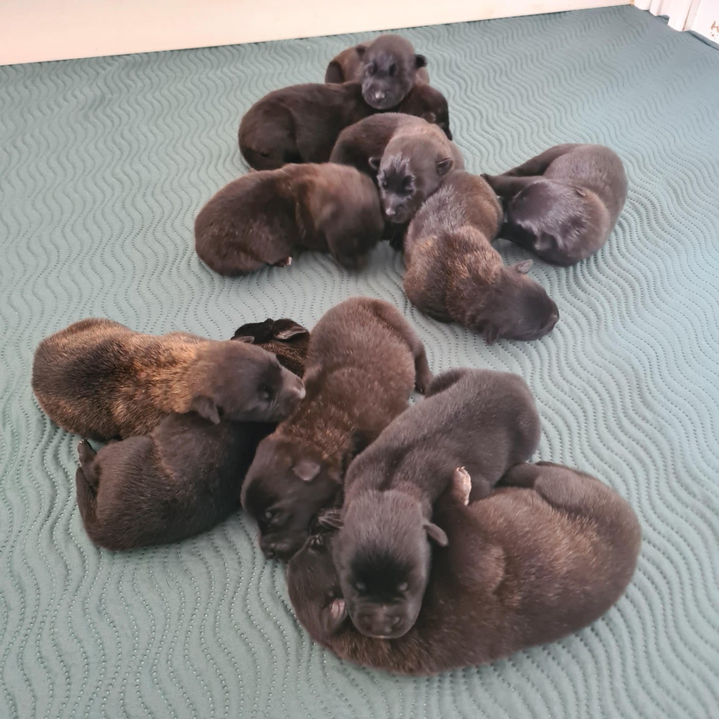 Berger hollandais - Du Domaine Du Pont De Loye