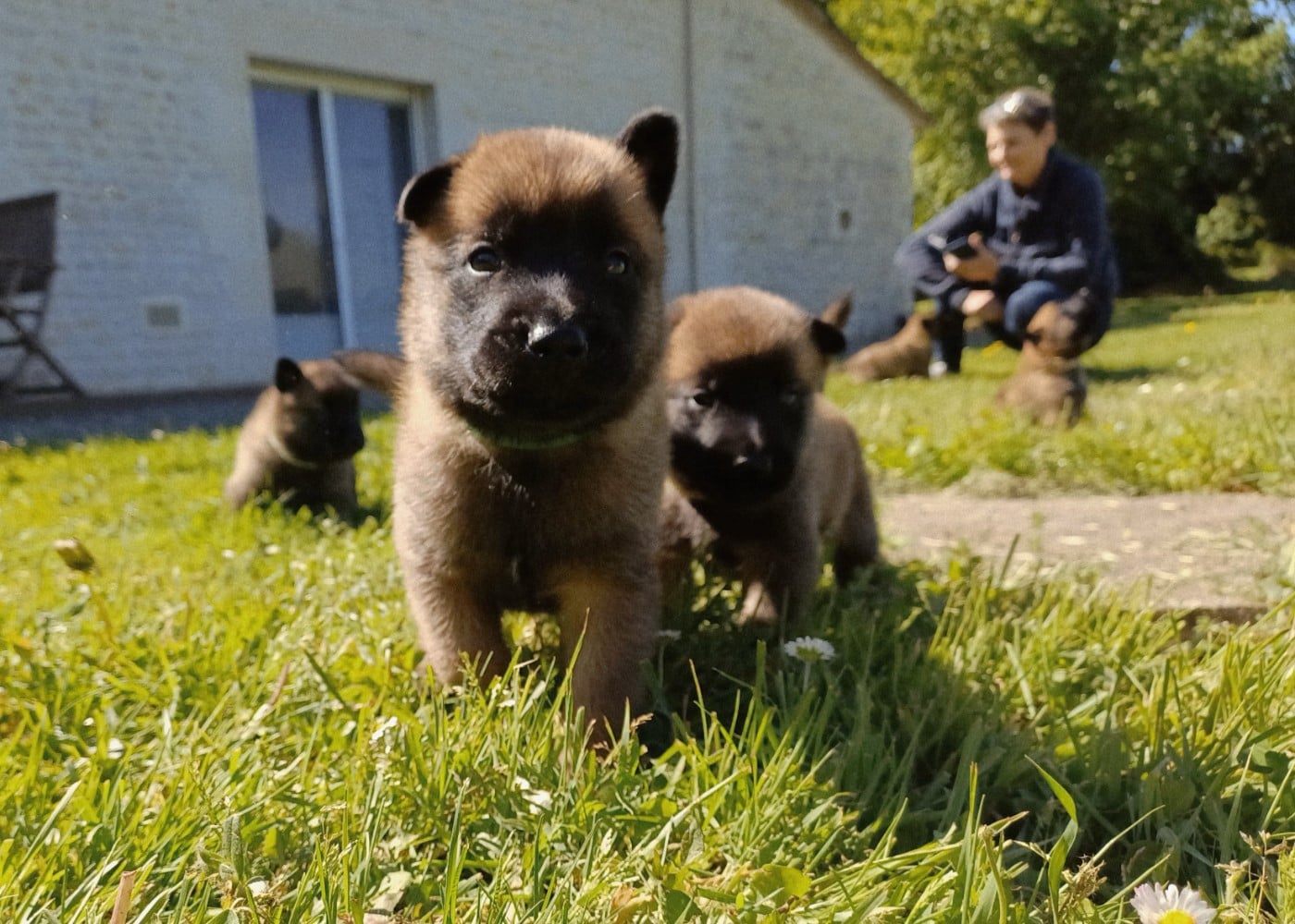 Berger Belge - Du Domaine Du Pont De Loye