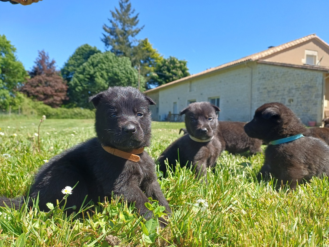Berger hollandais - Du Domaine Du Pont De Loye