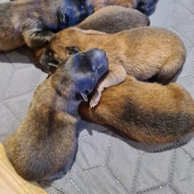 Les chiots de Berger Belge