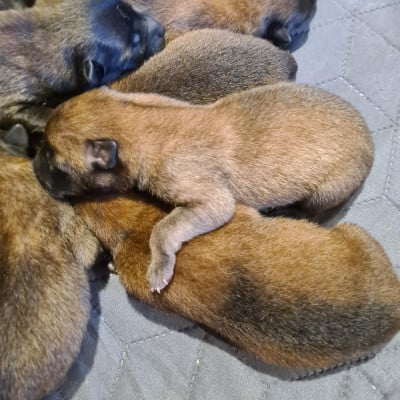 Les chiots de Berger Belge