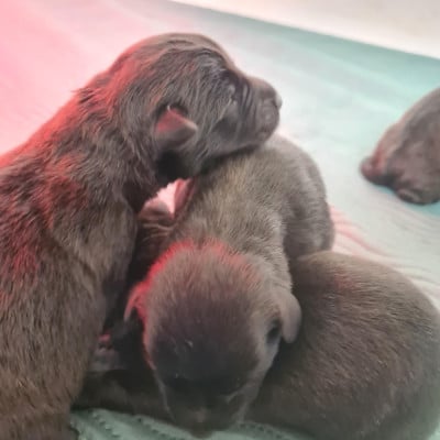 CHIOT 5 - Berger hollandais