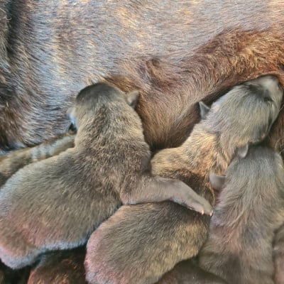 CHIOT 3 - Berger hollandais