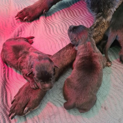 CHIOT 6 - Berger hollandais