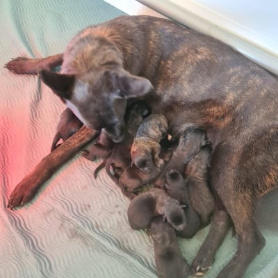 CHIOT 7 - Berger hollandais