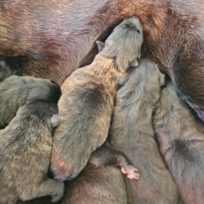 CHIOT 8 - Berger hollandais