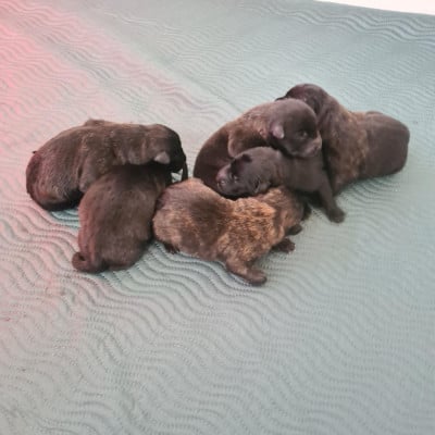 CHIOT 9 - Berger hollandais