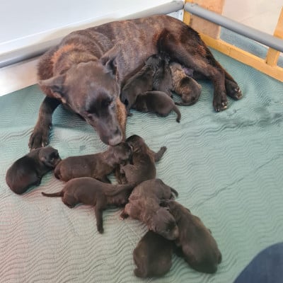 CHIOT 10 - Berger hollandais