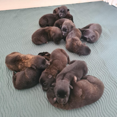 Les chiots de Berger hollandais