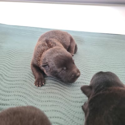 Les chiots de Berger hollandais