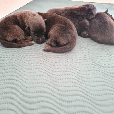 Les chiots de Berger hollandais