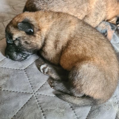 Les chiots de Berger Belge