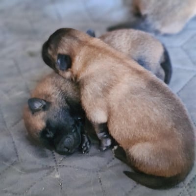 Les chiots de Berger Belge