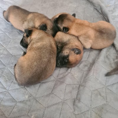 Les chiots de Berger Belge