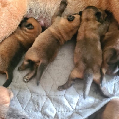 Les chiots de Berger Belge