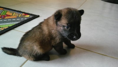 Les chiots de Berger Belge