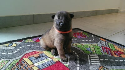 Les chiots de Berger Belge