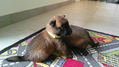 Les chiots de Berger Belge