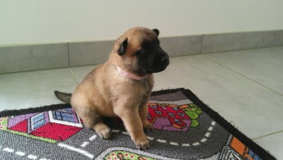 Les chiots de Berger Belge