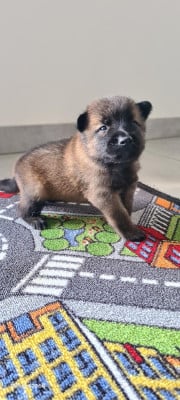 Les chiots de Berger Belge