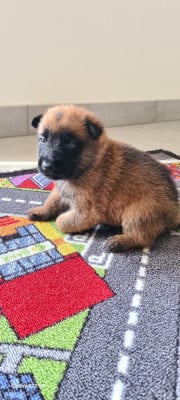 Les chiots de Berger Belge