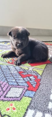 Les chiots de Berger hollandais