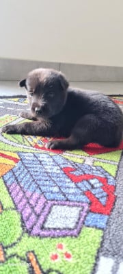 Les chiots de Berger hollandais