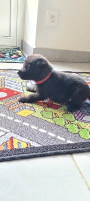 Les chiots de Berger hollandais