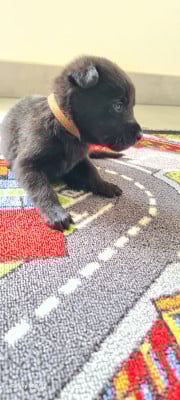 Les chiots de Berger hollandais