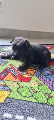 Les chiots de Berger hollandais