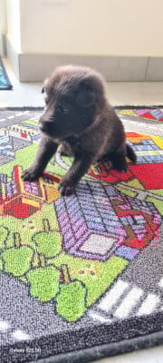 Les chiots de Berger hollandais