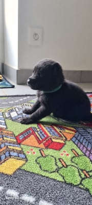 Les chiots de Berger hollandais