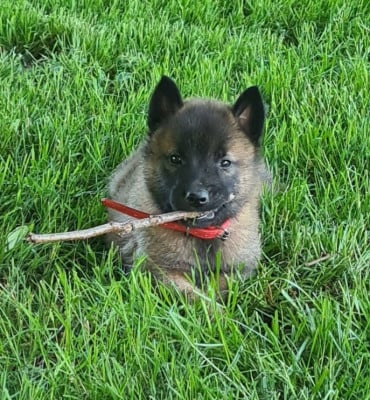 Les chiots de Berger Belge