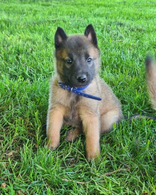 Les chiots de Berger Belge