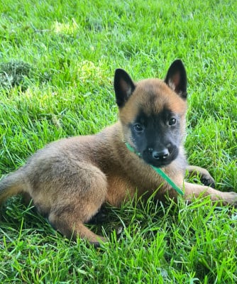 Les chiots de Berger Belge