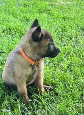 Les chiots de Berger Belge
