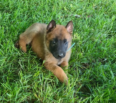 Les chiots de Berger Belge